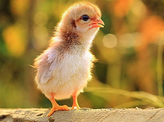 cute baby chicken wallpaper