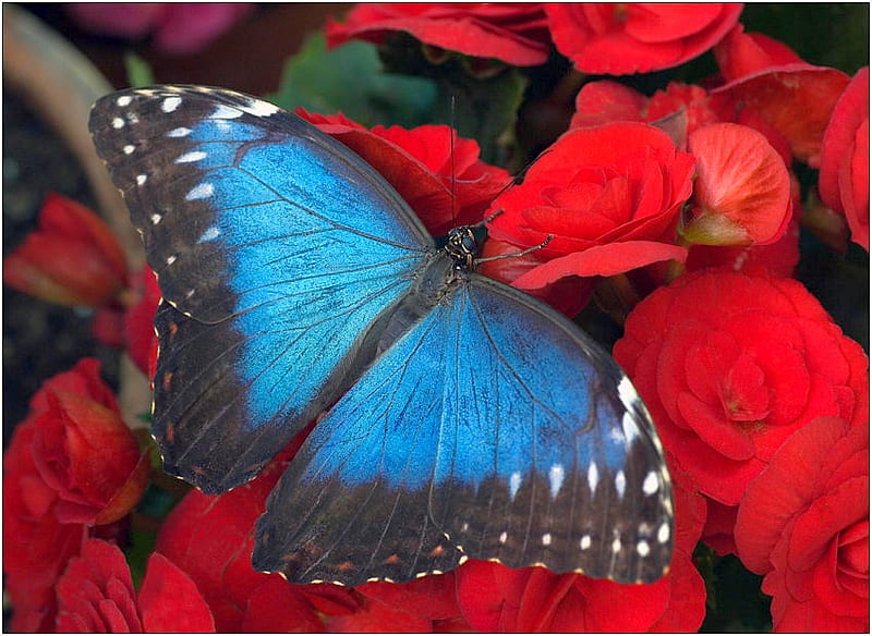 Blue Butterfly, Butterfly, On Flowers, Bonito, Blue, Hd Wallpaper 