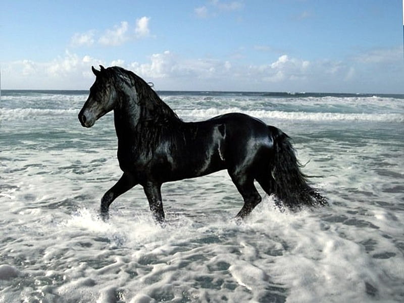 Beauty On The Shore, beach, shore, black, andalusian, horses, spanish, sea, HD wallpaper