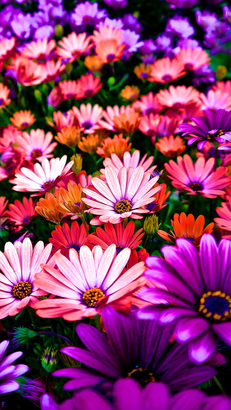 Flowers, colors, nature, HD phone wallpaper