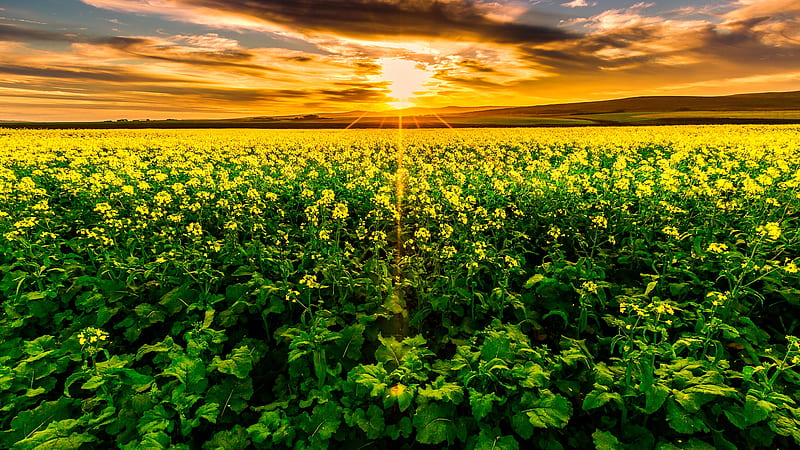 Closeup View Of Green Leaves Yellow Flowers Plants Under Black Clouds White Blue Sky During Sunset Sunset, HD wallpaper