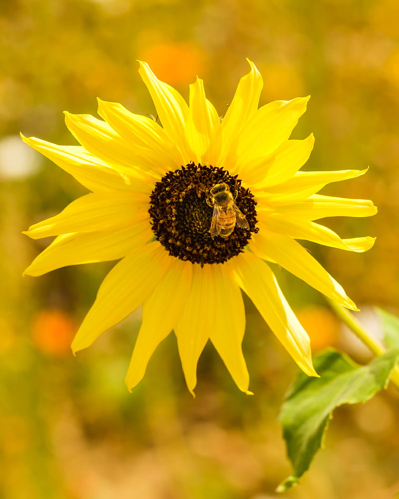 sunflower, bee, flower, petals, macro, yellow, HD phone wallpaper