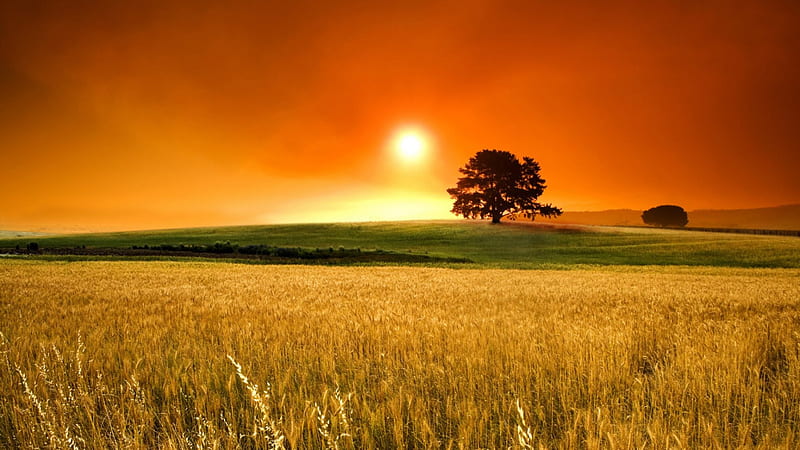 Wheat Field, sun, grass, orange, wheat, golden, sunset, country, sky, living, tree, nature, field, HD wallpaper