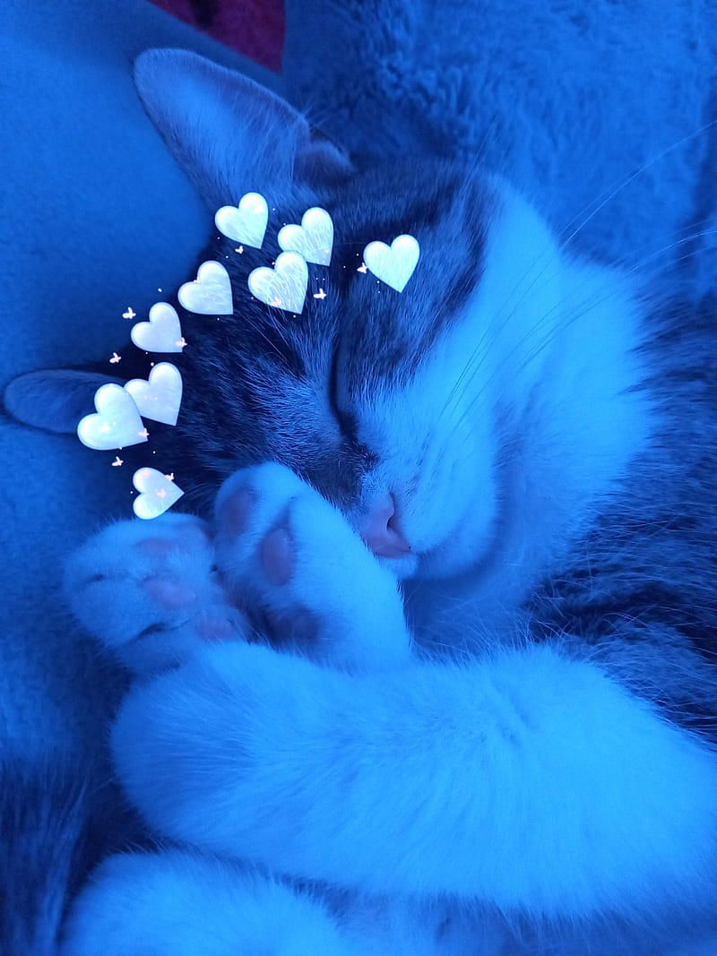 Aesthetic blue cat, cats, cute, corazones, sleeping, soft, HD phone wallpaper