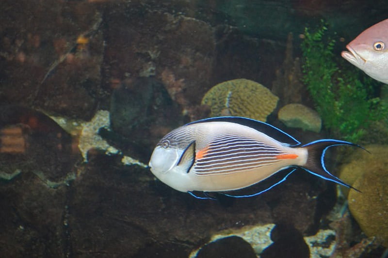 Tropical Fish, graphy, silver with blue stripes, fish, aquarium, shiny, HD wallpaper