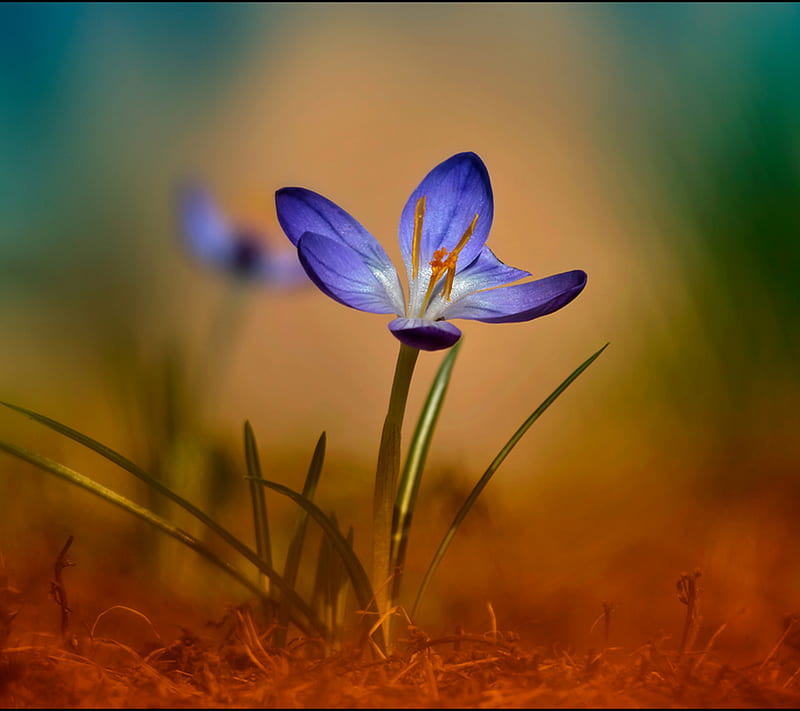 crocus flower, blue, color, petals, purple, small, spring, tiny, HD wallpaper