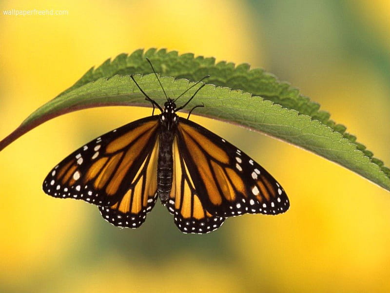 The leaf, butterfly, orange, black, white, Monarch, leaf, HD wallpaper