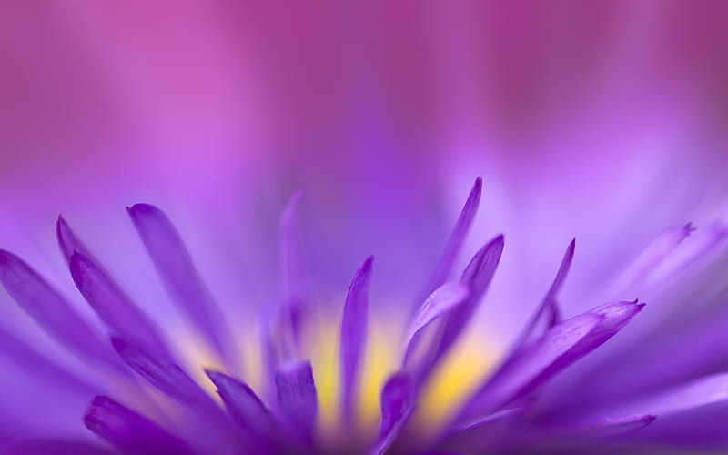 Purple Flames, purple, flowers, HD wallpaper