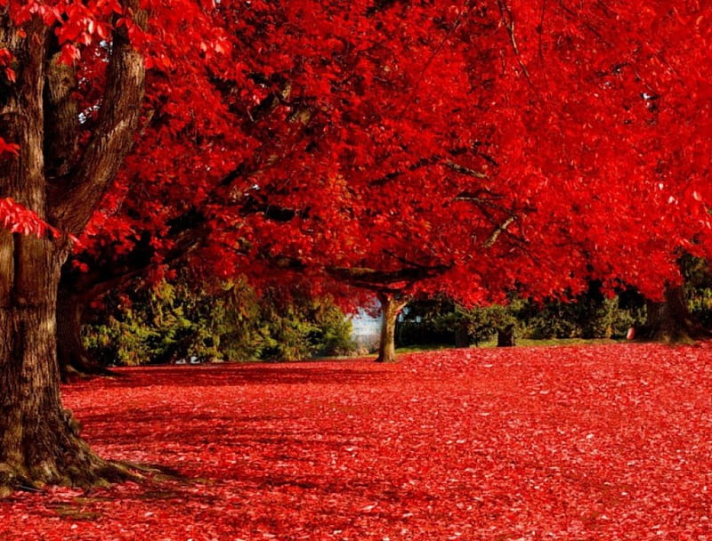 Red Autumn Trees, forest, autumn, trees, carpet, HD wallpaper