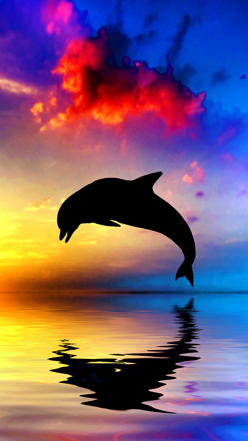 dolphin, silhouette, HD phone wallpaper