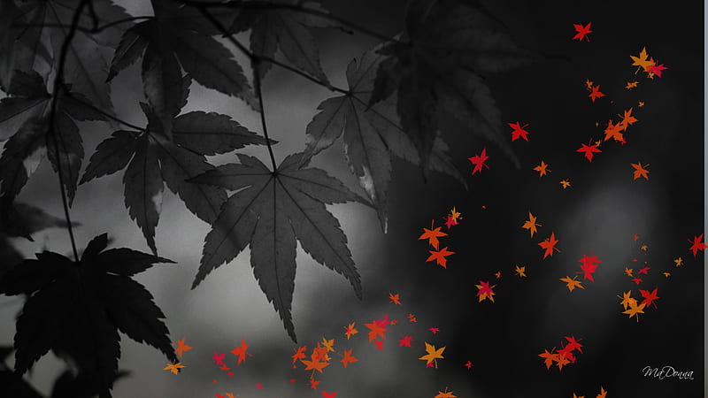 Autumn Color on Black and White, fall, , autumn, leaves, black and white, color, trees, abstract, HD wallpaper