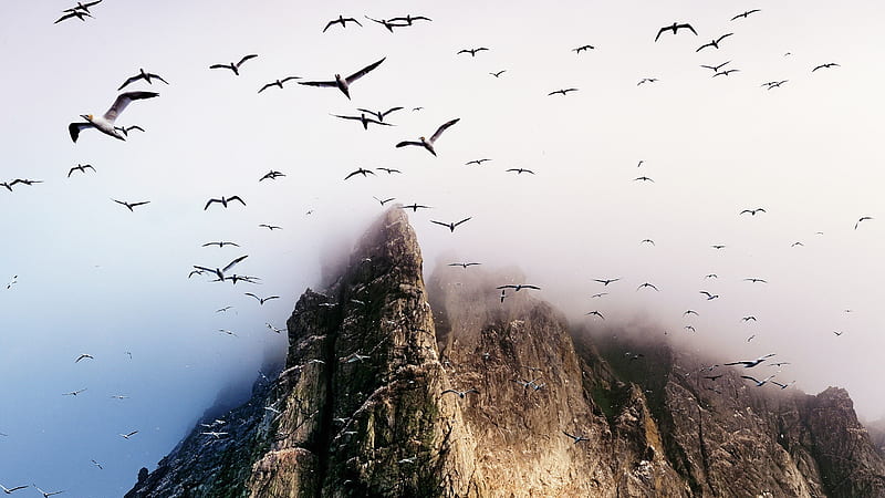 migration thru the mist, mountain, birds, cliff, mist, HD wallpaper