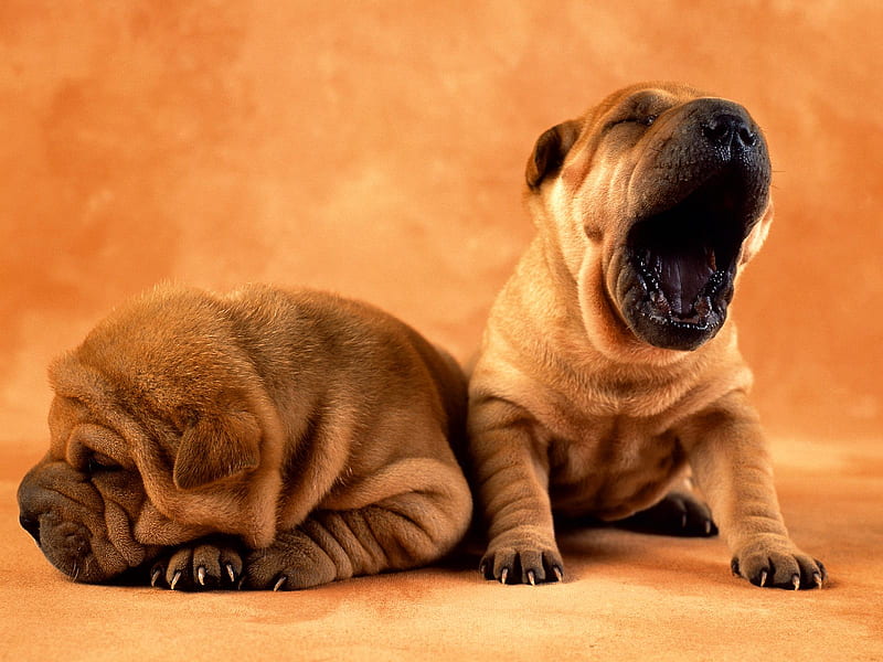 Shar Pei puppy, shar pei, mnkjjmjnnn, yawn, HD wallpaper