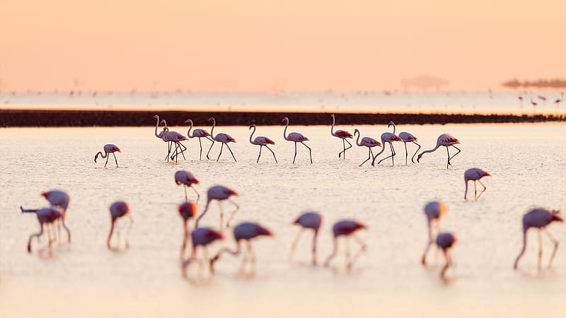 Flamingos Bird Camargue Regional Natural Park France Bing, HD wallpaper