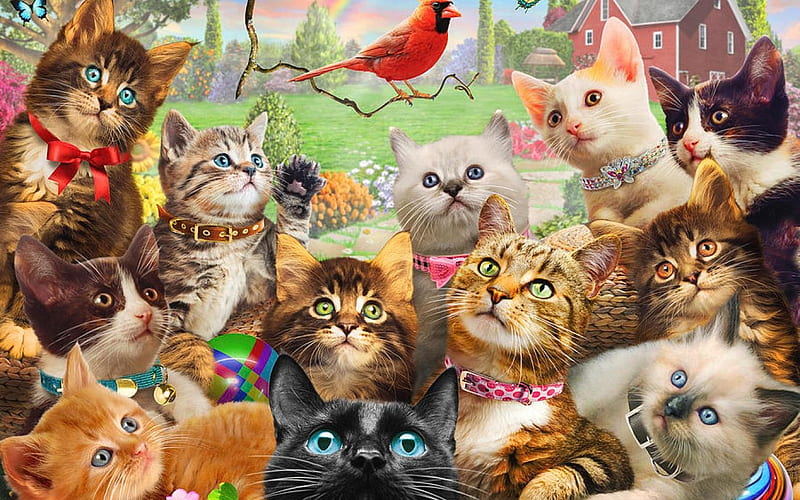 Kittens and birds, mgl meiklejohn, bird, kitten, pasari, pisici, cat, HD wallpaper