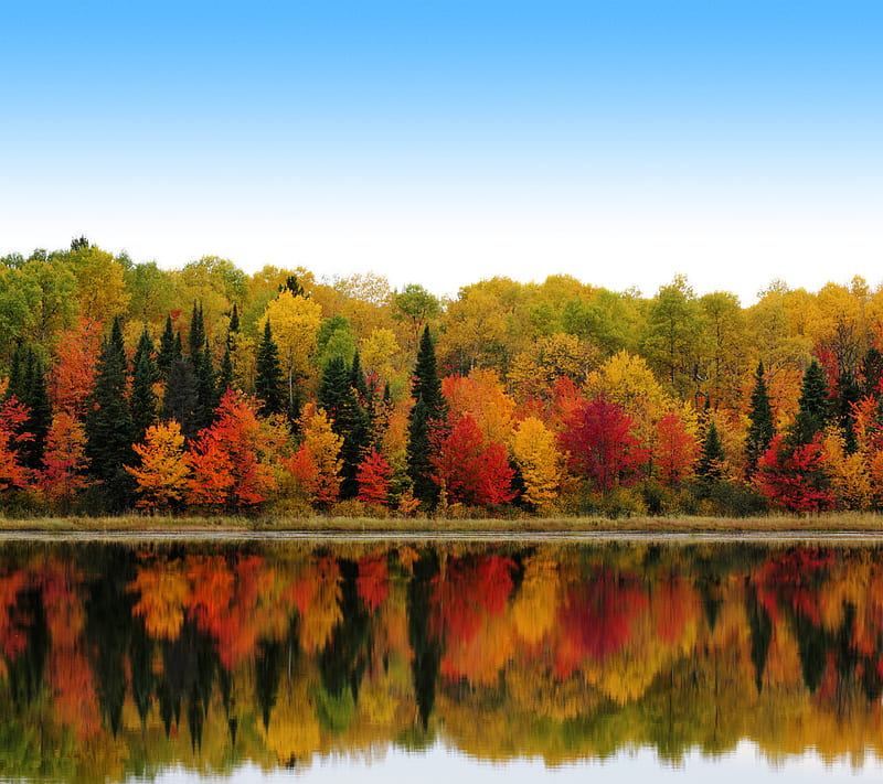 Foliage, autumn, fall, lg, optimus, season, HD wallpaper