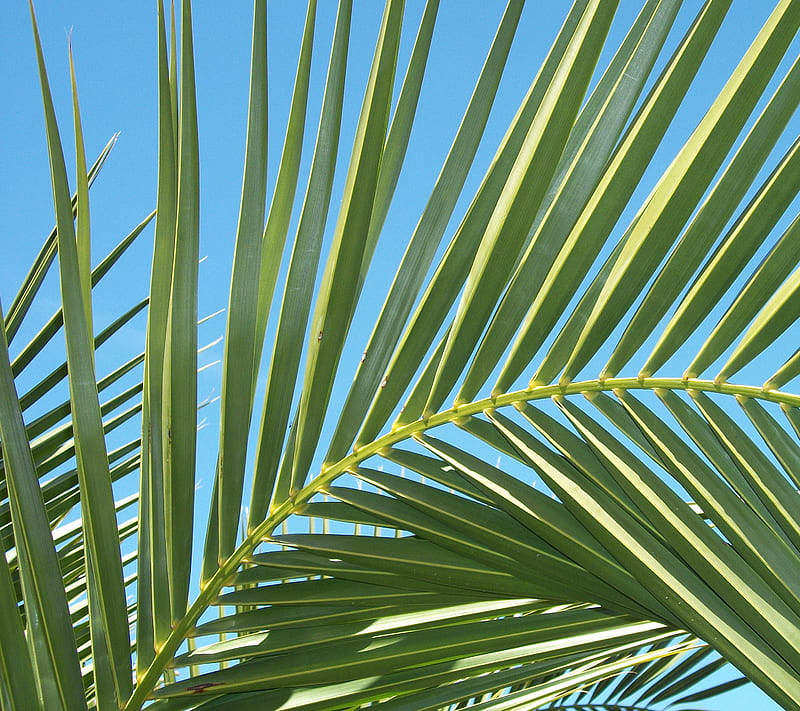 Palm Fronds, art, palm tree, HD wallpaper