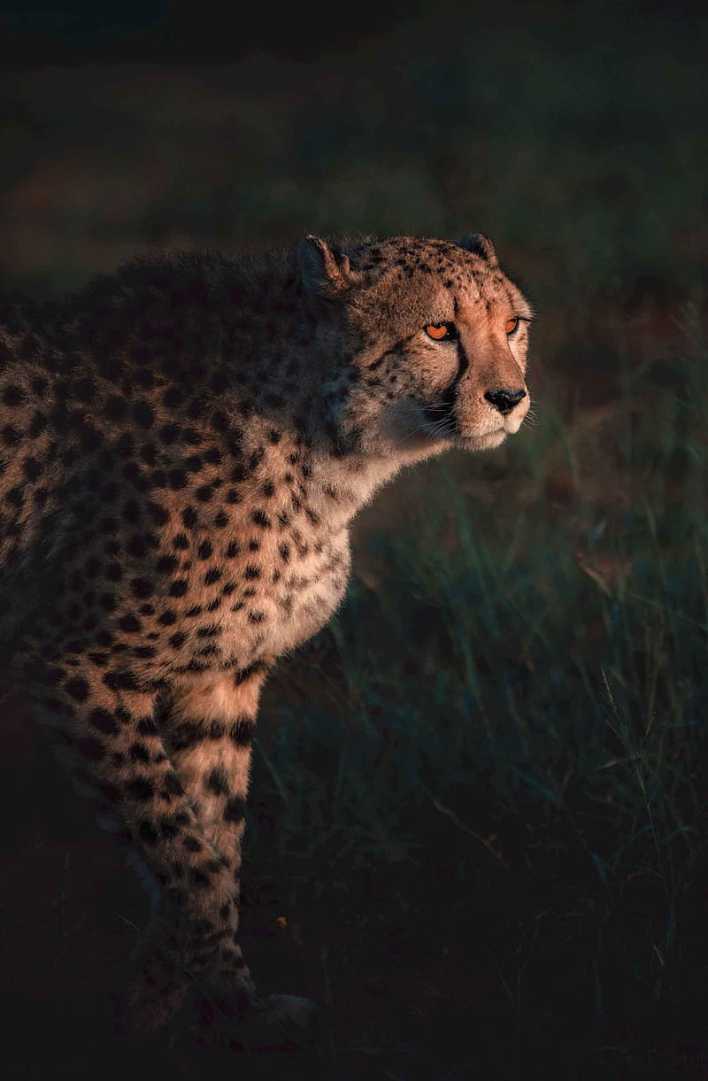 Cheetah on green grass, african leopard, black, brown, cheetah, grass, green, leopard, nature, vertical, wildlife, HD phone wallpaper