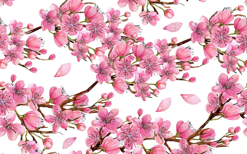 Cherry blossom, white, pink, flower, petals, spring, branch, HD wallpaper