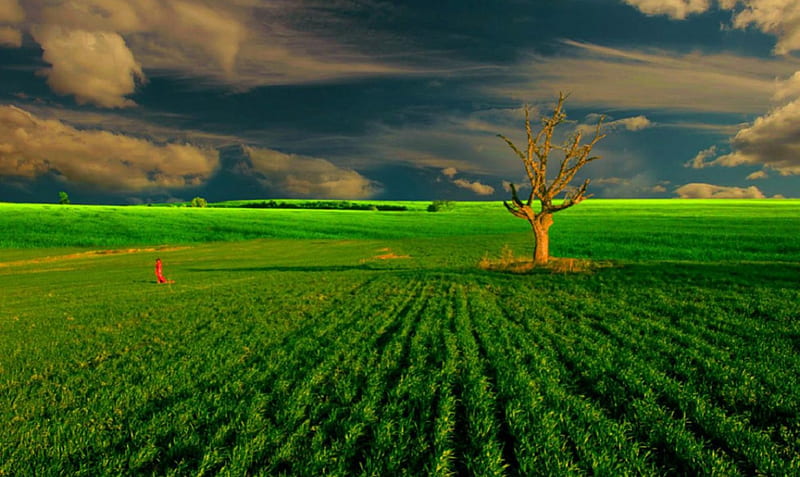 Green field, tree, green, nature, fields, woman, landscape, HD wallpaper