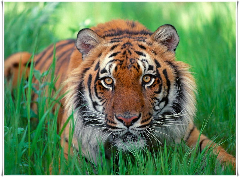 Sumatran Tiger, grass, yellow, tiger, eyes, sunatran, HD wallpaper