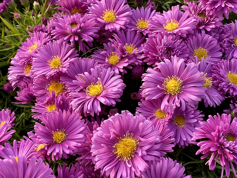 Flowers, Daisy, Flower, Pink Flower, HD wallpaper