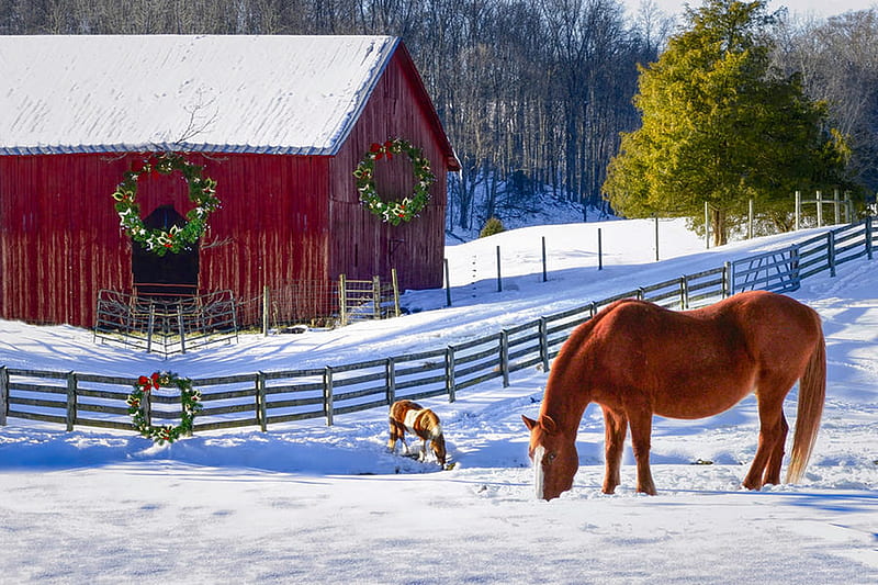 Christmas Horse Farm, snow, barn, winter, fence, nature, trees, HD wallpaper