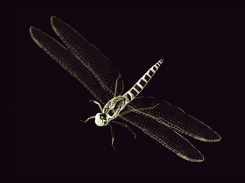 black dragonfly, black, insect, dragonfly, animal, HD wallpaper