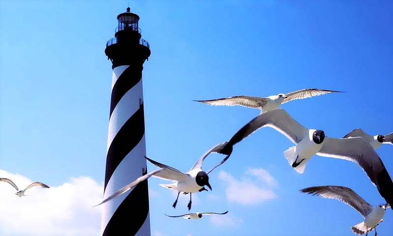 Cape Hatteras Lighthouse,Outer Banks North Carolina, Sea Gulls, Cape Hatteras, Lighthouse, North Carolina, HD wallpaper