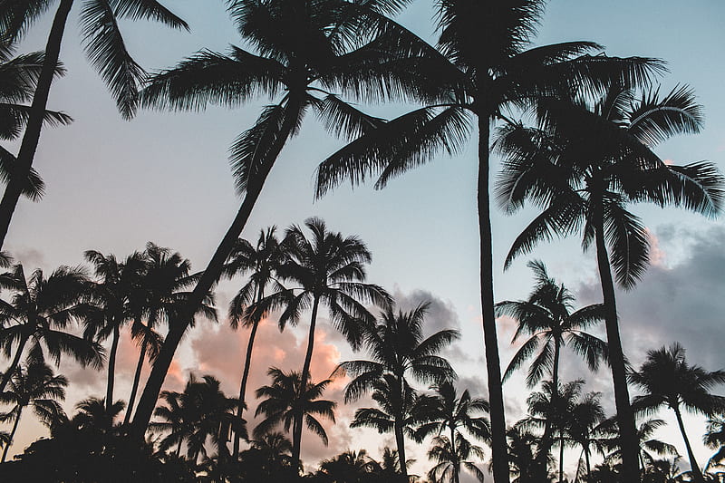 Coconut Palm, beach, tree, HD wallpaper