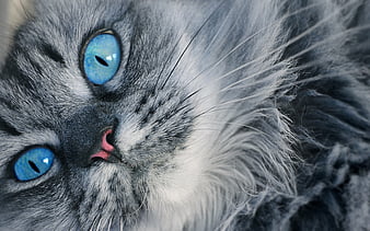 Persian cat, gray cat, brown big eyes, cats, HD wallpaper | Peakpx