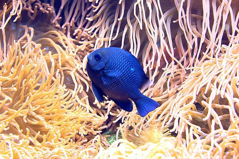Blue Fish in Coral, Koralle, Animal, beauty, Meer, HD wallpaper