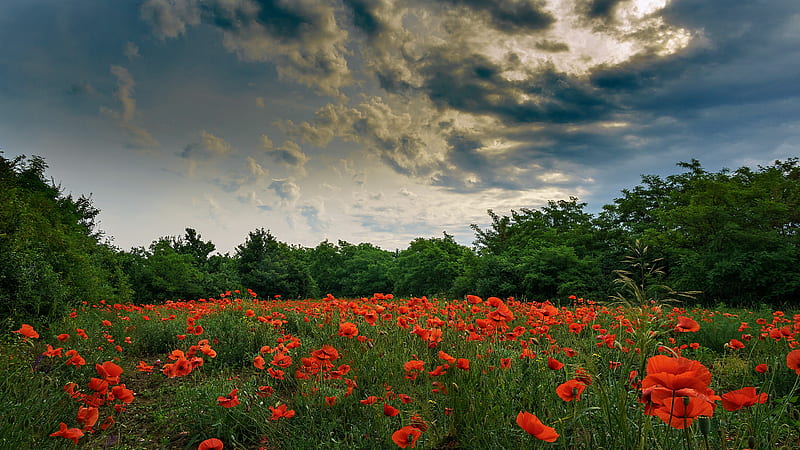 Red Common Poppy Flowers Green Plants Surrounded By Green Trees Under White Clouds Blue Sky Flowers, HD wallpaper