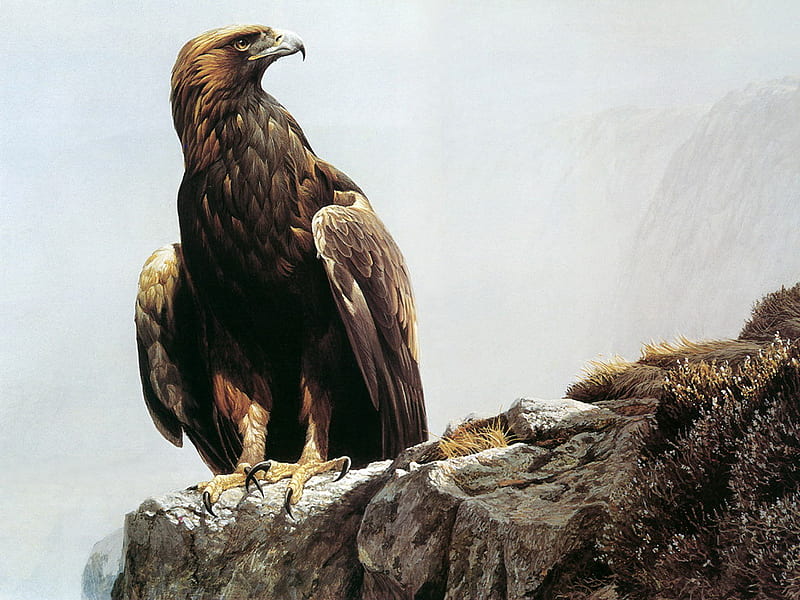 golden eagle, eagle, gold, bird, HD wallpaper