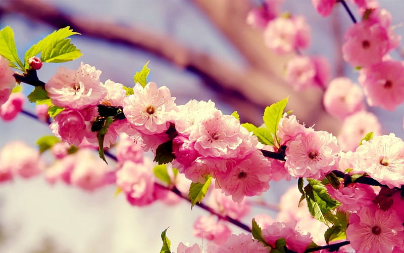 Pink Flower, flower, tree, buds, pink, HD wallpaper | Peakpx