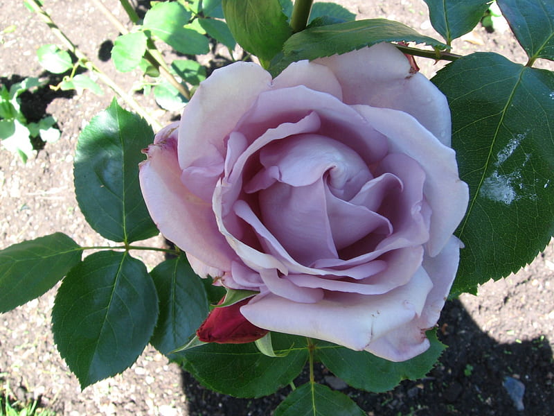 Lavendar Rose, rose, lavendar, leaves, green, purple, flower, nature, petals, gorgeous, HD wallpaper