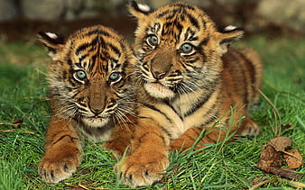 Hd Tiger Cubs Wallpapers | Peakpx