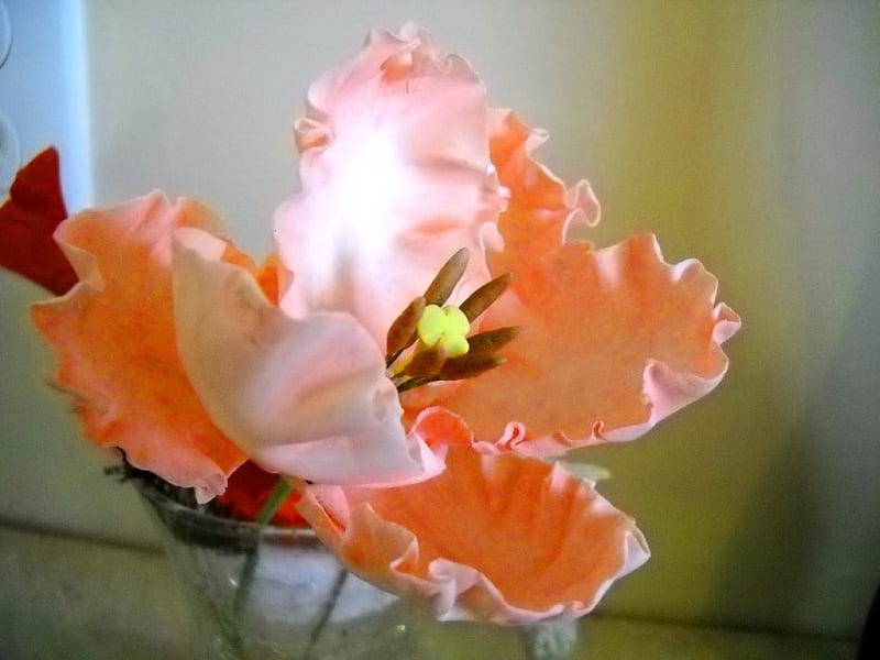 Coral tulip, flower, coral, white, tulip, HD wallpaper