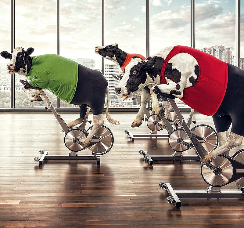:D, red, cow, andy mahr, black, creative, situation, animal, gym, fantasy, add, green, vaca, commercial, HD wallpaper