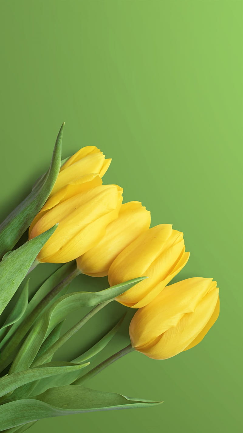 yellow tulips wallpaper