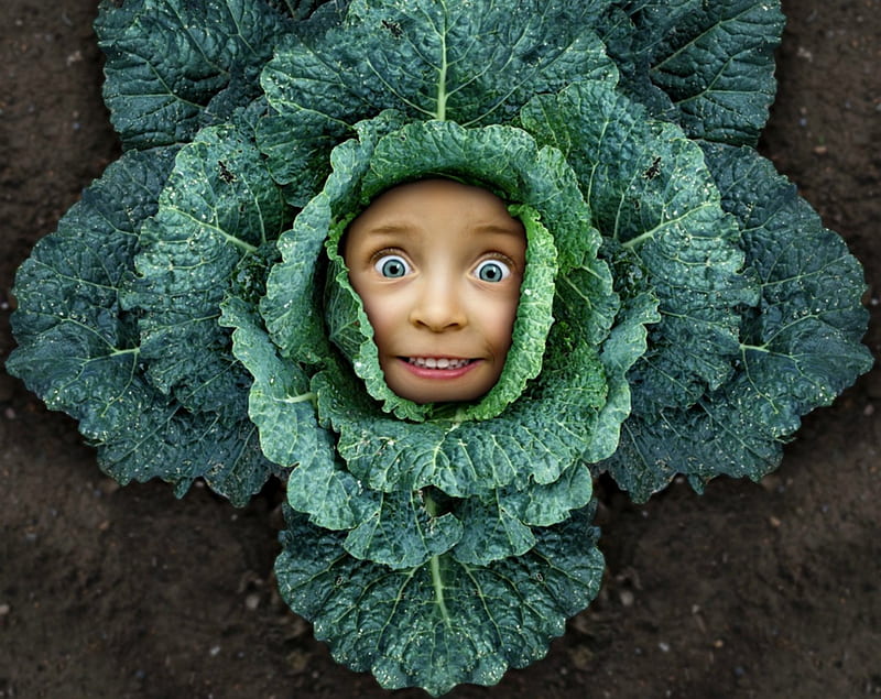 Cabbage head, john wilhelm, creative, fantasy, girl, green, copil, child, funny, HD wallpaper