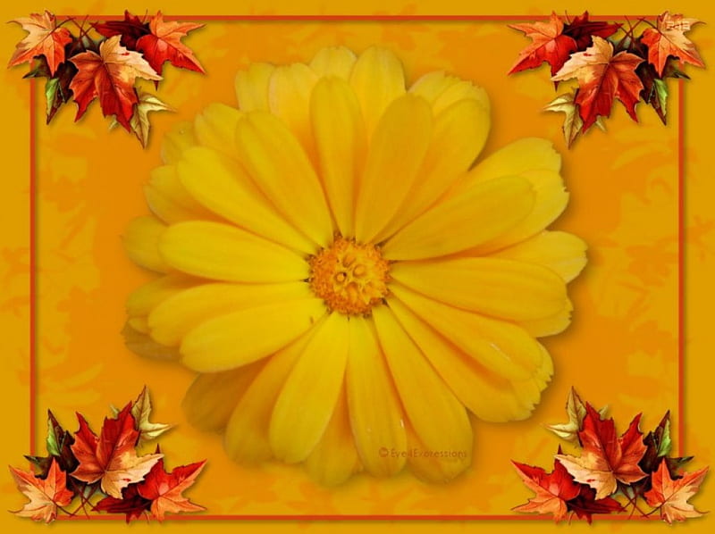 Framed Marigold, golden yellow, autumn leaves corner, marigold flower, HD wallpaper