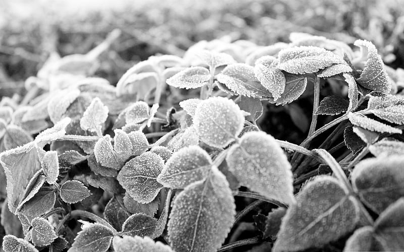 frozen leaves black and white-the cold winter landscape, HD wallpaper
