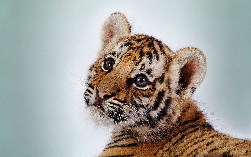 baby tiger, cut beauty, tiger, baby, animals, HD wallpaper