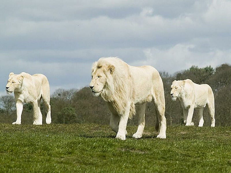 Leones blancos, león, orgullo, blanco, animal, Fondo de pantalla HD | Peakpx
