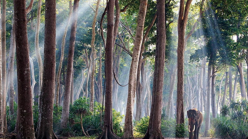 asian elephant in a magical forest, forest, elephant, trunks, tall, fog, HD wallpaper