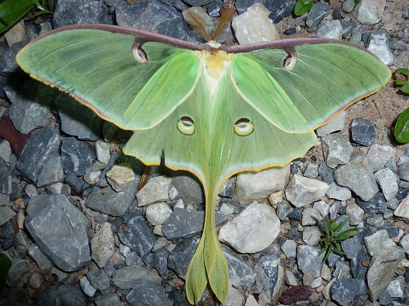 Luna Moth Images  Browse 657 Stock Photos Vectors and Video  Adobe  Stock