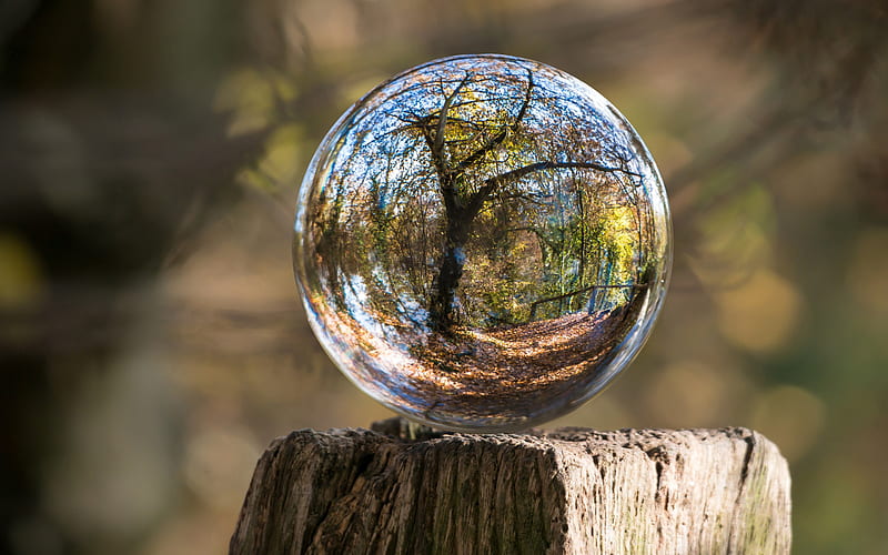 glass ball, bokeh, stump, blur, autumn, tree reflection, HD wallpaper