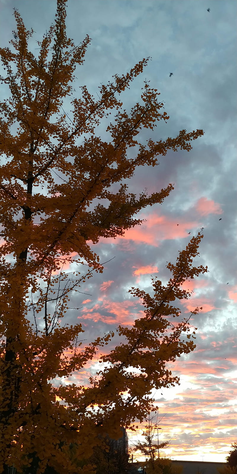 Tree sky, autumn, fall, fall colors, nature, night, pretty, skies, sunset, trees, HD phone wallpaper