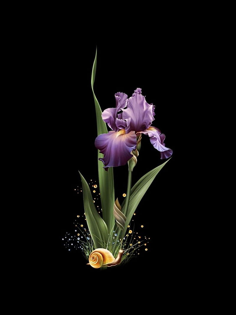 BEAUTIFUL IRIS, black, garden, nature, nice, purple, snail, spring, HD phone wallpaper